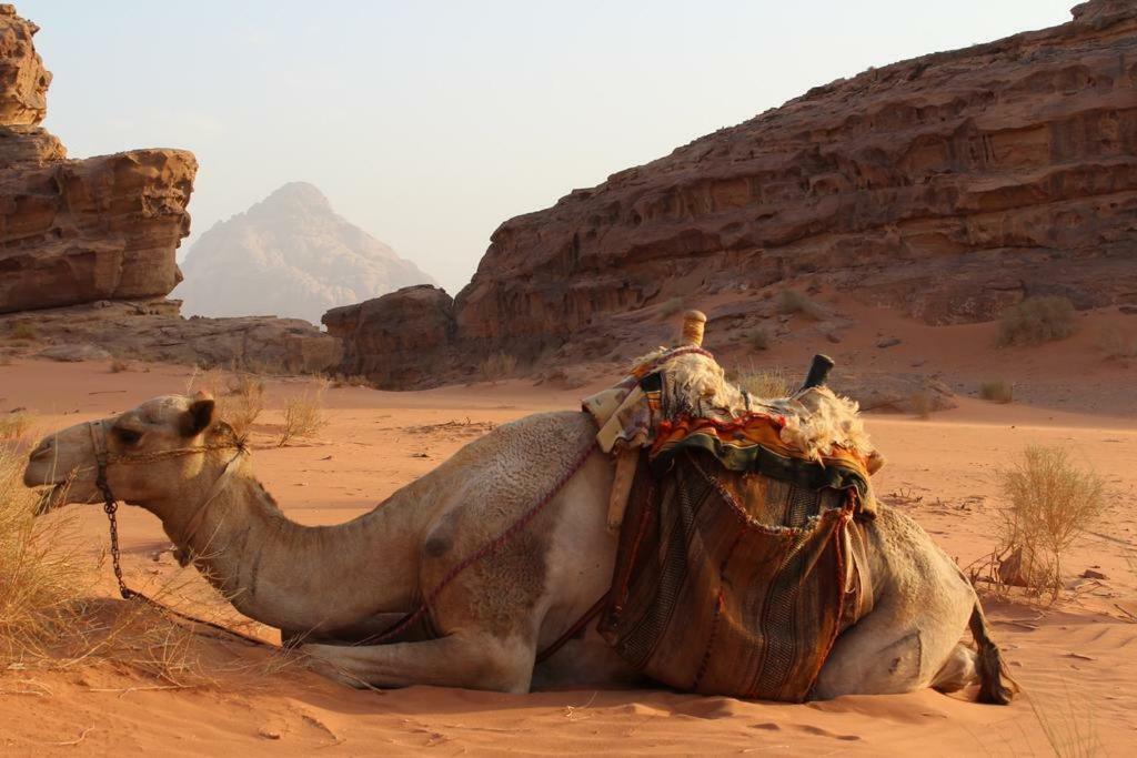 Moon City Camp Bed and Breakfast Wadi Rum Esterno foto